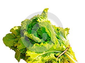 Lettuce green leafy vegetable, curly leaves-lettuce leafy-greens salad, laitue verte, lechuga verde, alface-verde photo