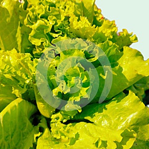 Lettuce green leafy vegetable, curly leaves-lettuce leafy-greens salad, laitue verte, lechuga verde, alface-verde photo photo