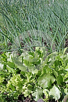 Lettuce and green onion
