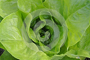 Lettuce, green salad, with green leaves, fresh, raw, ripe, leafy vegetables, plant, food