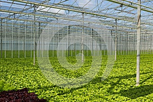 Lettuce greenhouse