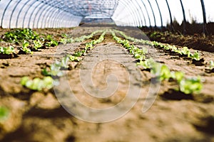 Lettuce in a greenhouse grow in row