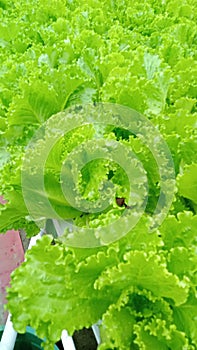 lettuce in greenhouse, sayur hijau segar photo