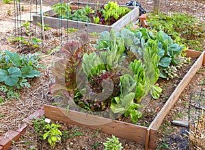 Lettuce and Greens Garden