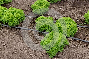 Lettuce grow in the greenhouse with soaker system.