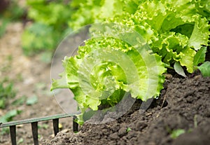 Lettuce Growing in Farm