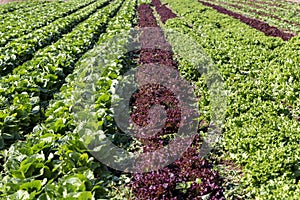 The lettuce growing in the field