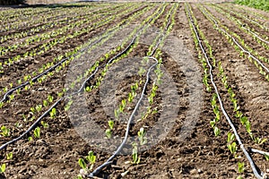 The lettuce growing in the field