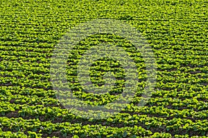 Lettuce Growing In Field