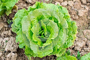 Lettuce