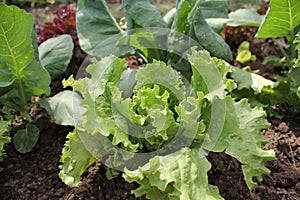 Lettuce growing in the garden