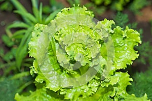 Lettuce growing in the garden