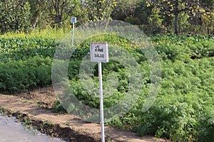 Lettuce growing in the garden-Wooden stake plant sign with the writing Lettuce and Lechuga in Spanish-Lactuca Sativa-Vegetable