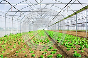 Lettuce growing in a greenery or glasshouse