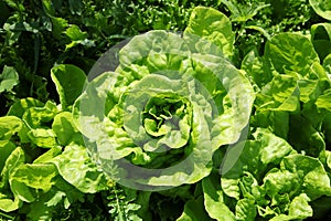 Lettuce growing in the kitchen garden. Top view.