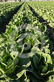 Lettuce Growing In Rows on Southern California Agriculture Farm