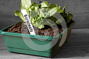 Lettuce growing in a seed tray with germinate on label