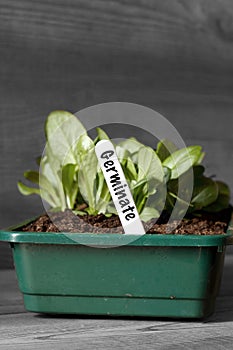 Lettuce growing in a seed tray with germinate on label