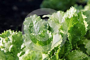 Lettuce growing on soil