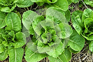Lettuce growing in the soil