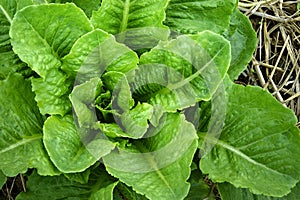 Lettuce growing in the soil