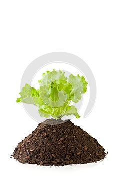 Lettuce growing from soil