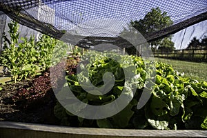 Lettuce growing under netting in a raised bed in a garden