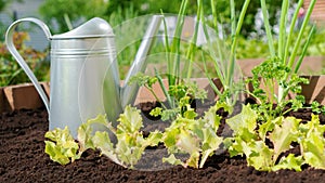 Lettuce grows in a raised wooden bed on an organic vegetable and greens farm. A metal garden watering can sits in the garden next