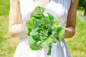 lettuce in the hands of a woman in a white dress, a green lawn in the background