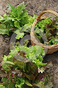 Lettuce harvest