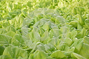 lettuce harvest