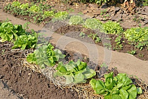 Lettuce heads on a field