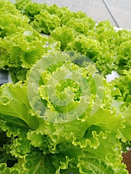 Lettuce hidroponic