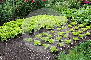 Lettuce in a home vegetable garden