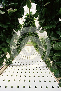 Lettuce in hydroponic farm