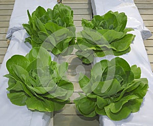 Lettuce Hydroponic Pillars