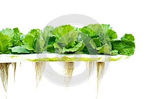 Lettuce hydroponic photo