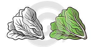 Lettuce illustration