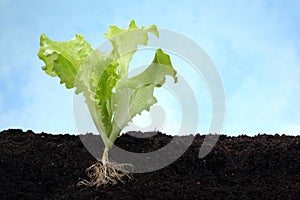 Lettuce image with root in soil