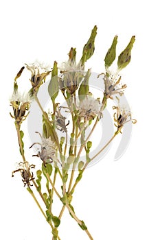 Lettuce inflorescence in fruit - seeds photo