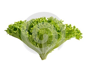 Lettuce