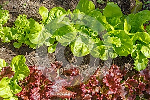 Lettuce (Lactuca sativa) photo