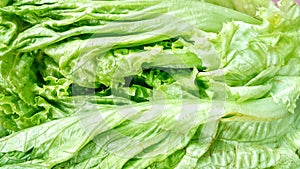 Lettuce Lactuca sativa L vegetable