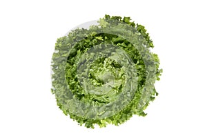 Lettuce (Lactuca sativa var. capitata), close up photo