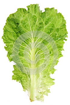 Lettuce leaf