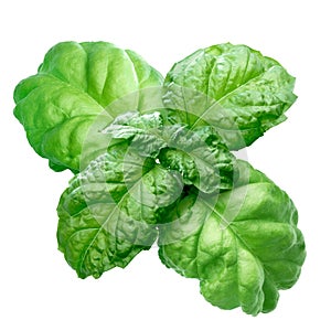 Lettuce leaf basil