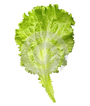 Lettuce leaf isolated