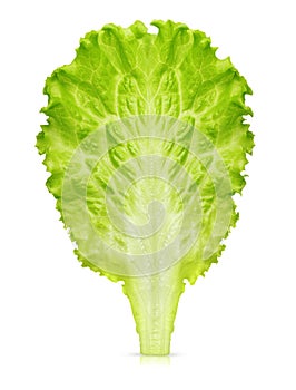 Lettuce leaf isolated