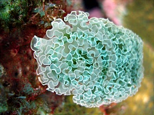 Lettuce Leaf Nudibranch