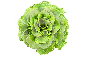 Lettuce leaf salad of aquino variety from Salanova